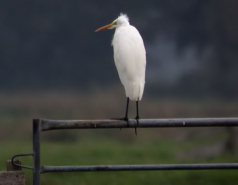 Grotezilverreiger180906